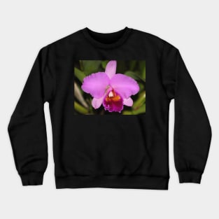 Cattleya Orchid Crewneck Sweatshirt